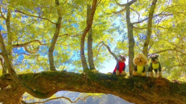 いぬちゃれ﻿ in 日光中禅寺湖﻿”犬とハイキング”を楽しもう！