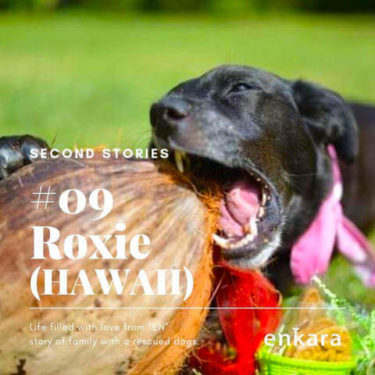 ハワイでハピネスを届ける犬との日常（元保護犬と新たな家族の物語）