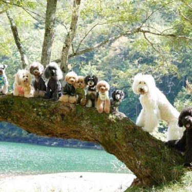 奥日光アップダウンコース”犬と秋ハイキング”を楽しもう！