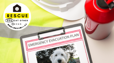 🔒【保存版】犬を守るための防災計画チェックリスト！（MiniBookダウンロード付）