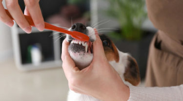 【犬のデンタルケア連載1】始めるなら今！歯石になる前に歯ブラシで歯垢を落とす習慣を