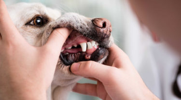 【犬のデンタルケア連載2】ドッグトレーナー監修「犬の歯みがきを始める前に習得したい」基本トレーニング（３ステップ編）