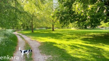 『犬と歩く世界』イギリスで犬と暮らす日常〜ケンブリッジ Part2〜 長谷川未奈