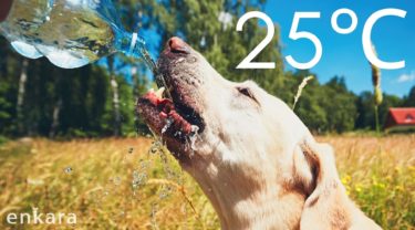 日本の夏は犬たちにとって危険！熱中症から犬を守る！ 〜気温25度を目安に必ず夏対応を〜