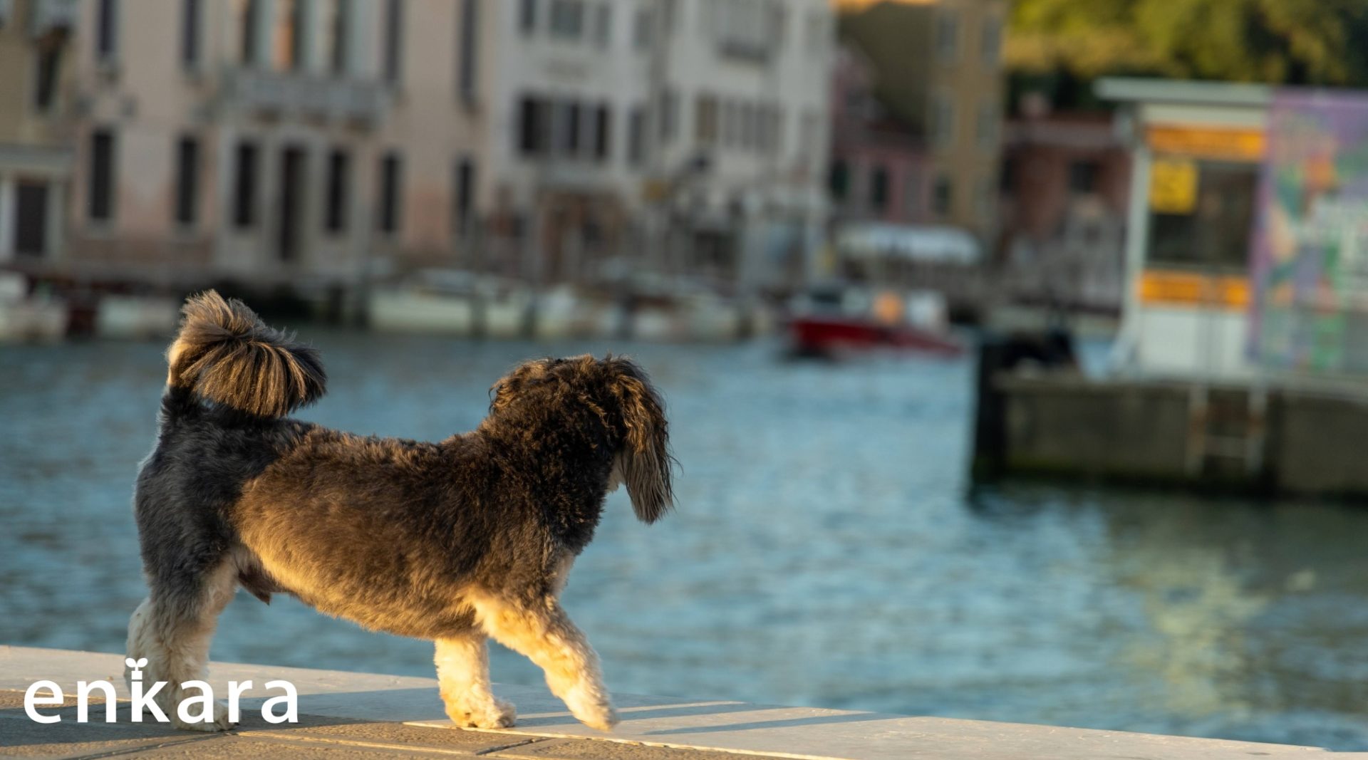 犬と歩く世界 イタリア・ベネツィアを犬と旅する 樋口 真奈加
