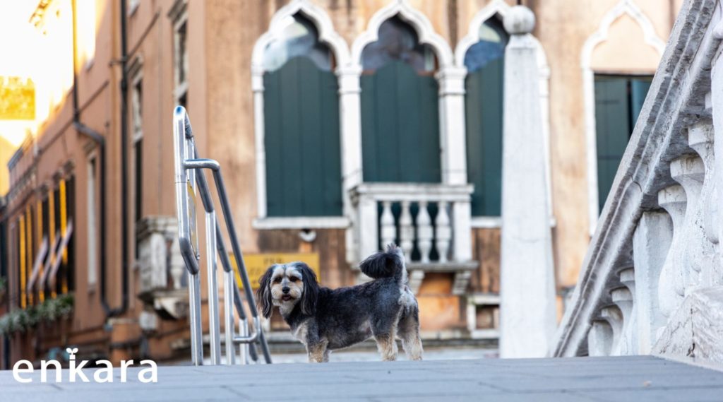 イタリアベネツィアと犬旅行