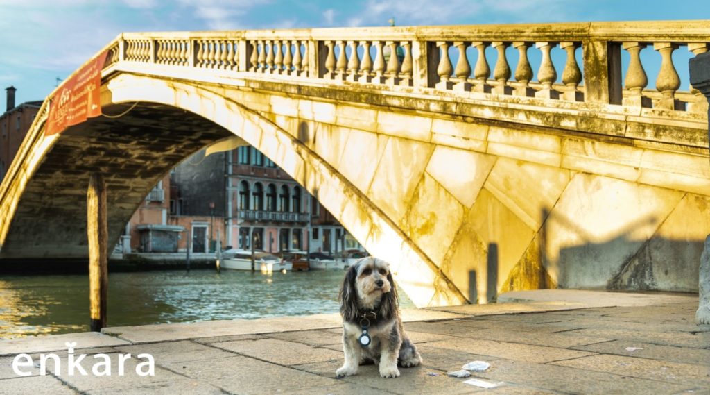 イタリアベネツィアと犬旅行