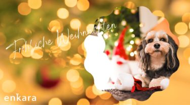 犬と歩く世界『世界最古のクリスマスマーケット』ドイツ・ドレスデンを犬と旅する 樋口 真奈加