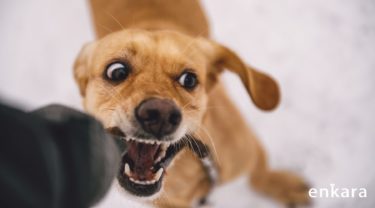 🔒【徹底解説】愛犬が人や犬を咬んでしまった！加害者や被害者になった時、どのような手順で対応すべきなのか？犬の咬傷について学ぶ