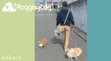 いつもの散歩にゴミ拾いをプラスオン！ PloggingDogアクションSTORY #11 木村さん＆りん＆ガッつん（神戸市在住）