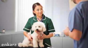 2023年4月、国家資格の愛玩動物看護師が誕生！日本の動物病院で働く看護師は今後どのように変わるの？