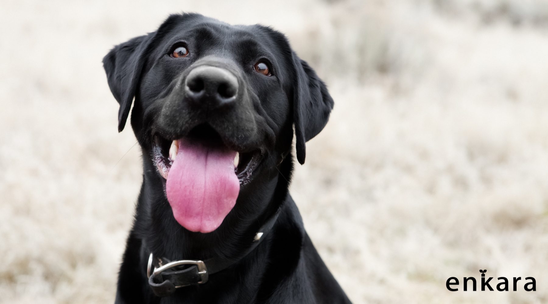 🔒アメリカにおける原因不明の犬の呼吸器疾患流行から、私たちは何を学び、行動するのか？
