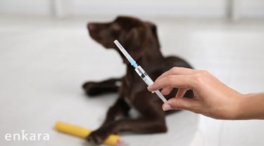 なぜ犬のワクチン接種が必要なの？
