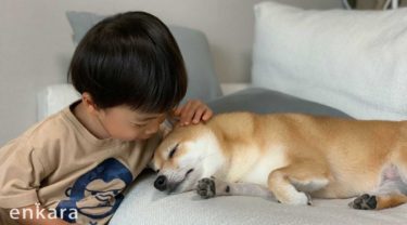 犬と暮らす子どもたちのストーリー「一緒に子育てしてくれるさくらに感謝！」Kakun