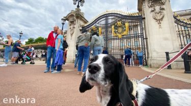 『犬と歩く世界』イギリスで犬と暮らす日常〜ロンドン〜  長谷川未奈